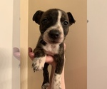 Small American Pit Bull Terrier-Beagle Mix