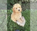 Jane - Female Cockapoo (Miniature) Puppy for Sale - Photo #4