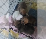 Small #10 English Bulldog