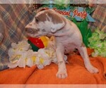 Small #17 Great Dane