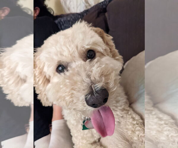 Medium Photo #1 Goldendoodle Puppy For Sale in Woodland, CA, USA