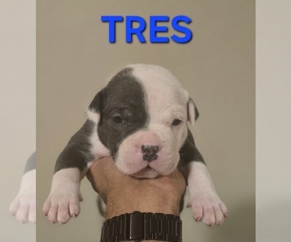 Medium Photo #12 American Bully Puppy For Sale in KISSIMMEE, FL, USA