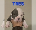 Small Photo #12 American Bully Puppy For Sale in KISSIMMEE, FL, USA