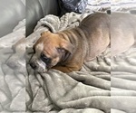 Small Photo #23 American Bully Puppy For Sale in LOGANVILLE, GA, USA