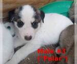 Small #8 German Shepherd Dog-Siberian Husky Mix