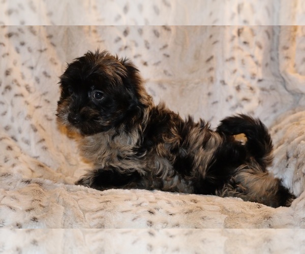 Medium Photo #8 Yorkiepoo mix (+ Poodle Toy) Puppy For Sale in DYERSBURG, TN, USA