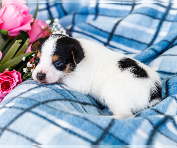 Medium Photo #24 Fox Terrier (Smooth)-Fox Terrier (Toy) Mix Puppy For Sale in WAKARUSA, IN, USA