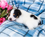 Small Photo #24 Fox Terrier (Smooth)-Fox Terrier (Toy) Mix Puppy For Sale in WAKARUSA, IN, USA