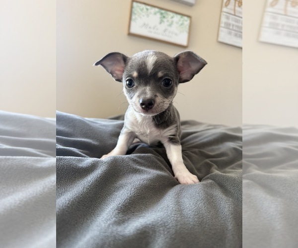 Medium Photo #13 Chihuahua Puppy For Sale in MARCUS, IA, USA
