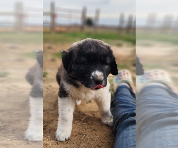 Medium Photo #11 Anatolian Shepherd Puppy For Sale in CUMBY, TX, USA