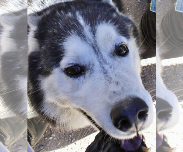 Medium Photo #5 Siberian Husky Puppy For Sale in Cedar Crest, NM, USA