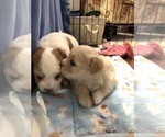 Small Photo #9 Coton de Tulear Puppy For Sale in YELM, WA, USA