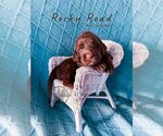 Small Photo #25 Labradoodle Puppy For Sale in ELIZABETH CITY, NC, USA