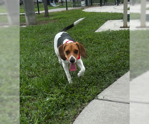 Medium Photo #4 Beagle Puppy For Sale in Tampa, FL, USA