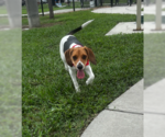 Small #3 Beagle