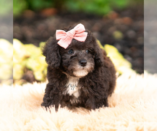 Medium Photo #58 Maltipoo (Miniature) Puppy For Sale in WARSAW, IN, USA
