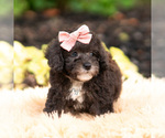 Small Photo #58 Maltipoo (Miniature) Puppy For Sale in WARSAW, IN, USA