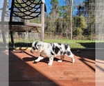 Small Photo #6 Miniature Australian Shepherd Puppy For Sale in MIDDLEBURG, FL, USA