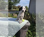 Small #1 Borador