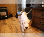 Small Photo #12 Dogo Argentino Puppy For Sale in CANON CITY, CO, USA
