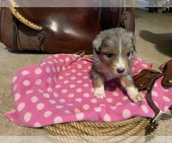 Medium Photo #2 Australian Shepherd Puppy For Sale in STILLWATER, OK, USA