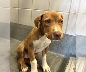 American Staffordshire Terrier-Unknown Mix Dogs for adoption in San Antonio, TX, USA