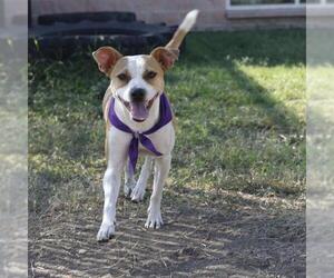 Mutt Dogs for adoption in San Antonio, TX, USA