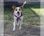 Small Mutt