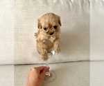 Small Photo #12 Cavapoo Puppy For Sale in GRESHAM, OR, USA