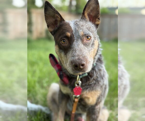 Medium Photo #1 Mutt Puppy For Sale in Garden City, NY, USA