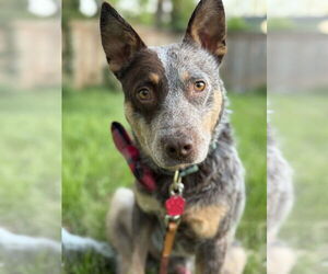 Mutt Dogs for adoption in Garden City, NY, USA