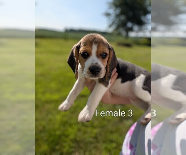Medium Photo #5 Beagle Puppy For Sale in ELWOOD, IN, USA