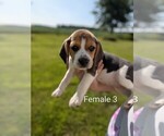 Small #4 Beagle