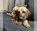 Small #29 Fila Brasileiro-Great Dane Mix