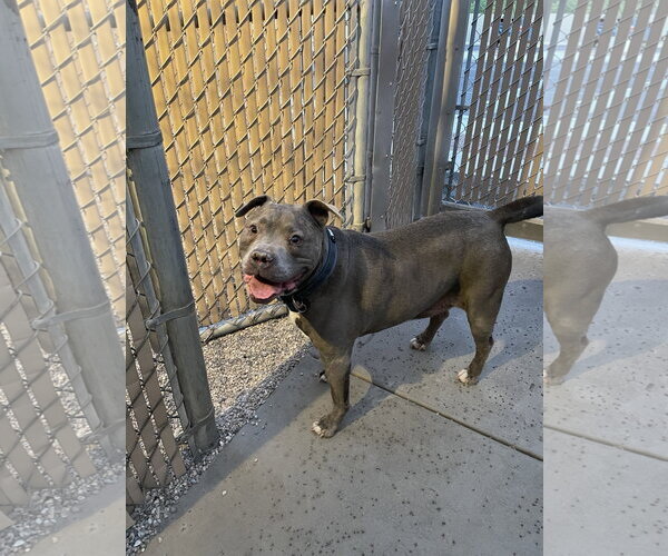 Medium Photo #7 American Bulldog Puppy For Sale in Chandler, AZ, USA
