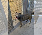 Small #6 American Bulldog