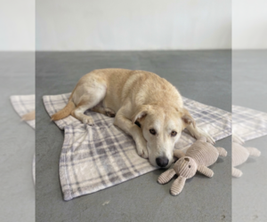 **ABBY** - Female Labrador Retriever-Unknown Mix Dog for Adoption - Photo #2