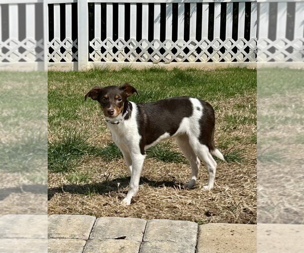 Medium Photo #2 Doxle Puppy For Sale in Mooresville, NC, USA