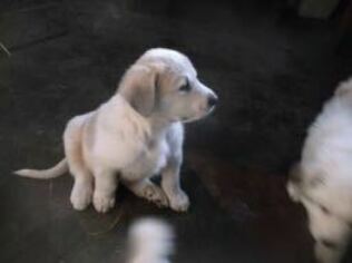 Great Pyrenees Puppy for sale in OLYMPIA, WA, USA