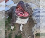 Small #2 American Pit Bull Terrier