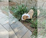 Small Photo #4 Olde English Bulldogge Puppy For Sale in ATLANTA, GA, USA
