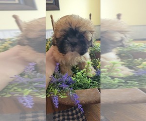 Shih Tzu Puppy for sale in PILOT MOUNTAIN, NC, USA