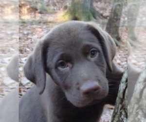 Labrador Retriever-Labrottie Mix Puppy for sale in FITCHBURG, MA, USA