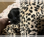 Small Photo #9 Pug Puppy For Sale in BLOOMINGTON, IL, USA
