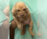Red LM 1 - Male Bloodhound Puppy for Sale - Photo #5