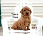 Small #3 Labrador Retriever