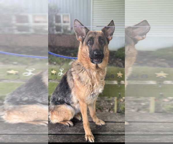 Medium Photo #2 German Shepherd Dog Puppy For Sale in Lancaster, PA, USA