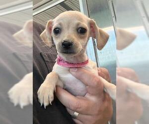 Chihuahua Dogs for adoption in San Martin, CA, USA
