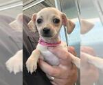 Small Chihuahua