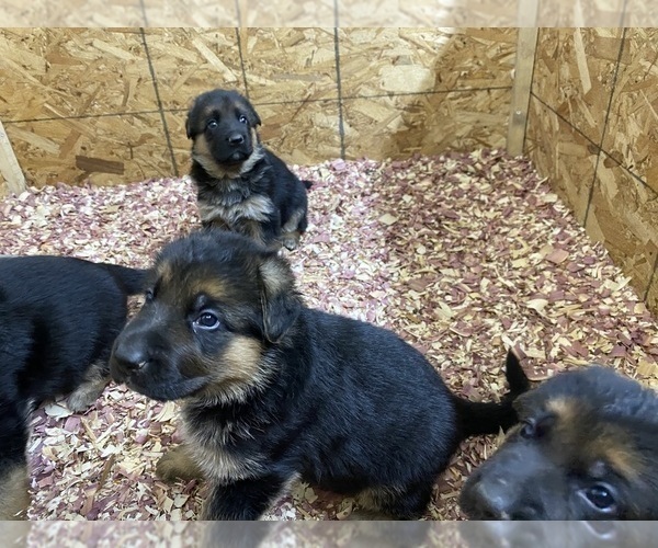 Medium Photo #14 German Shepherd Dog Puppy For Sale in WESTBY, WI, USA